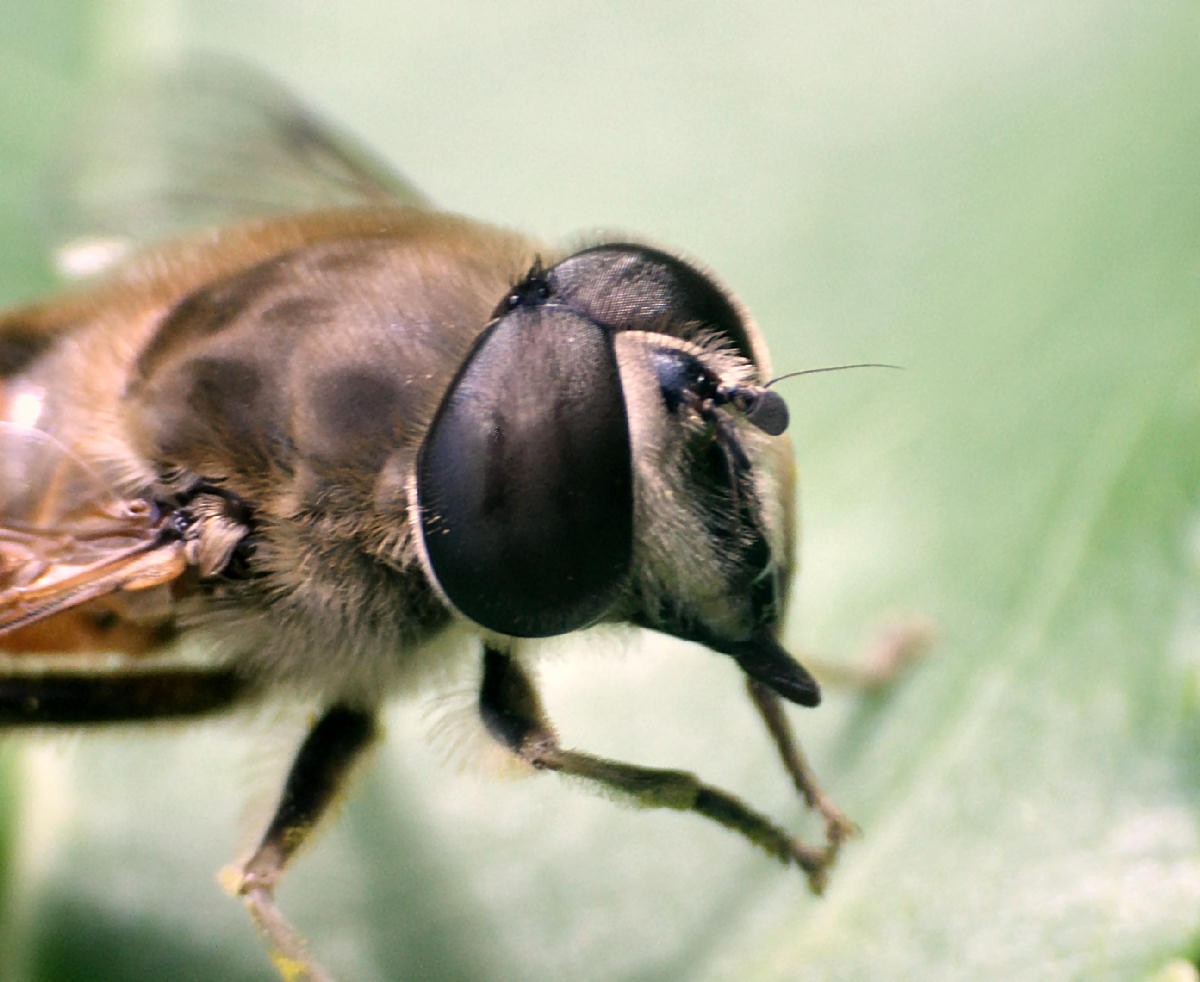 Eristalis sp.  - tenax ?  - maschio e femmina